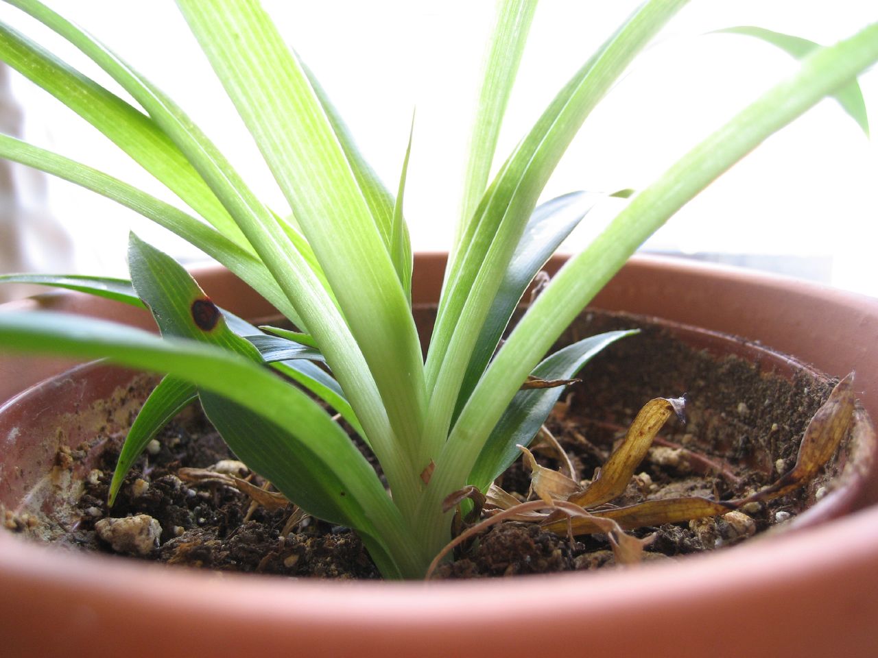 best plants for indoor air quality, how can you improve indoor air quality